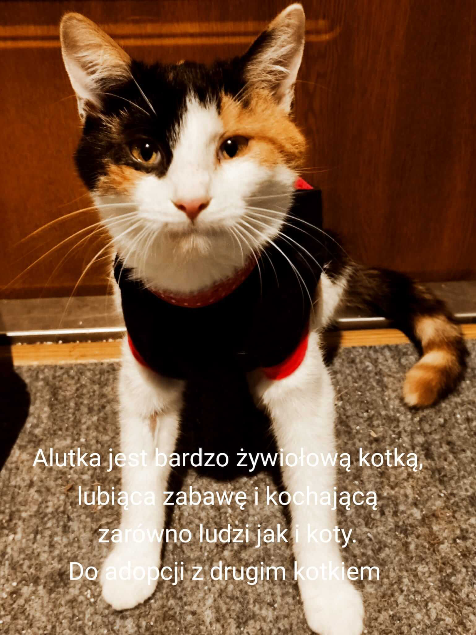 Zdjęcie przedstawiające kota o imieniu alutka