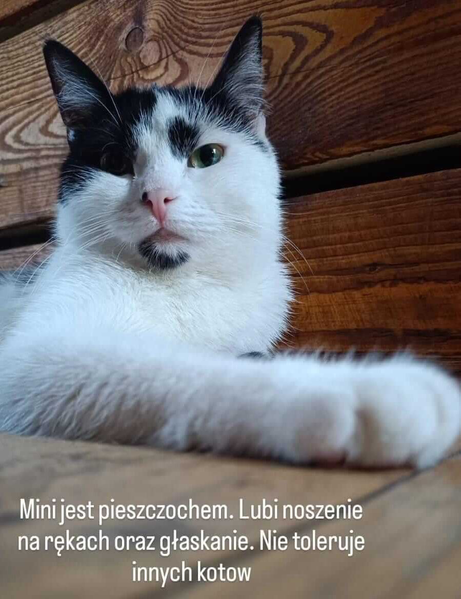 Zdjęcie przedstawiające kota o imieniu mini